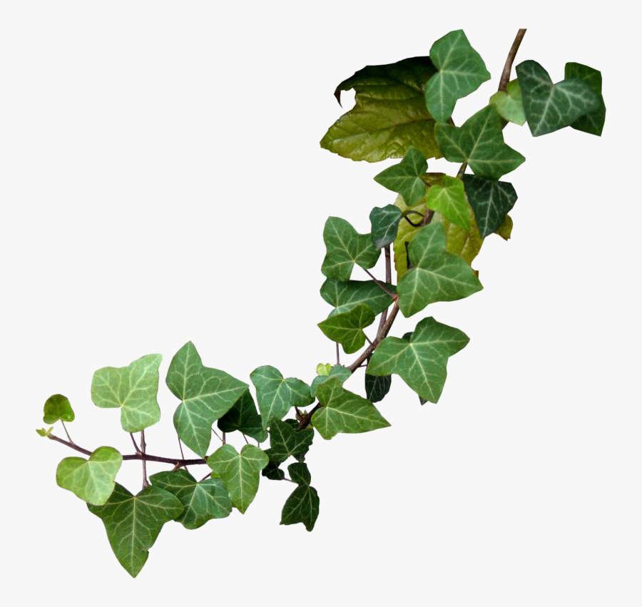Vine Clipart Poison Oak - Poison Ivy Plant Png, Transparent Clipart
