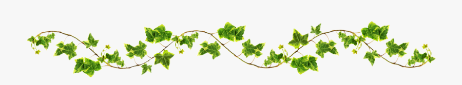 Vine With Maple Like Leaves Drawing - Vine Png, Transparent Clipart