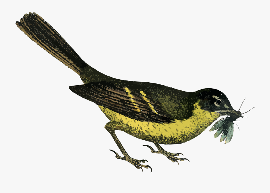 Bird Garden Clip Art, Transparent Clipart