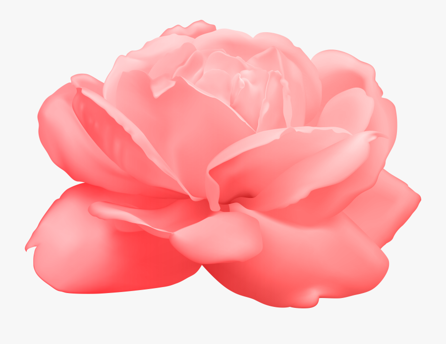 View Full Size - Japanese Camellia, Transparent Clipart
