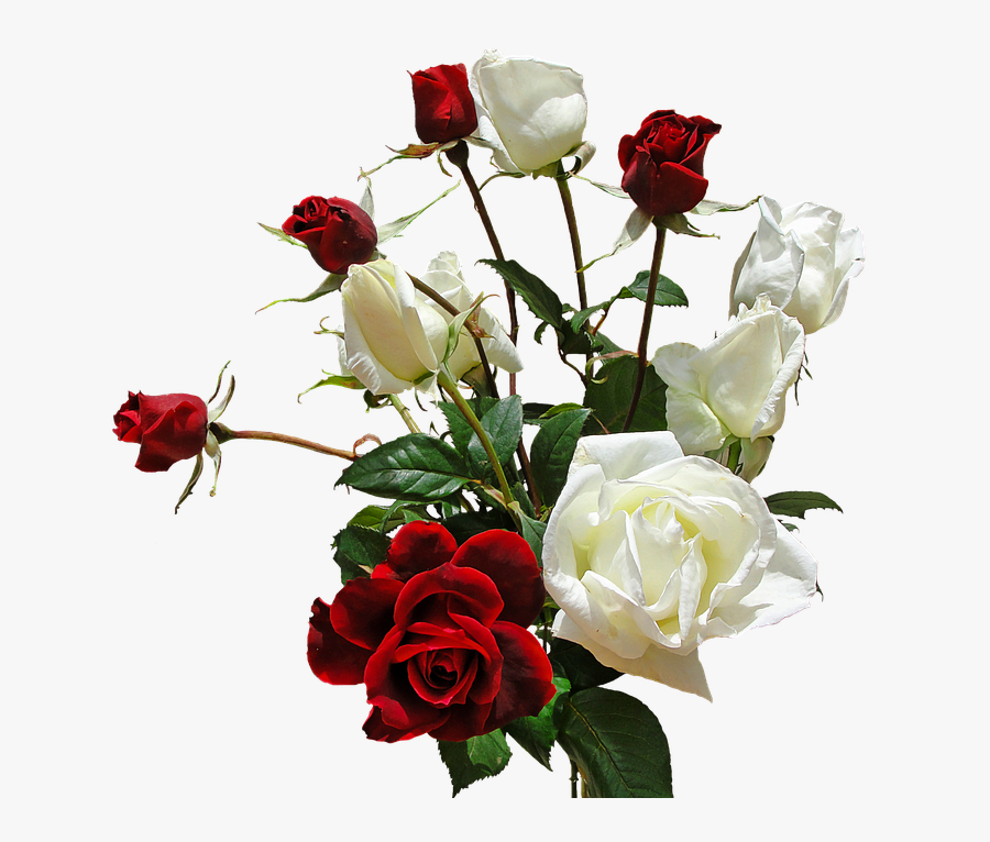 White Rose Png 5, Buy Clip Art - White And Red Rose Png, Transparent Clipart