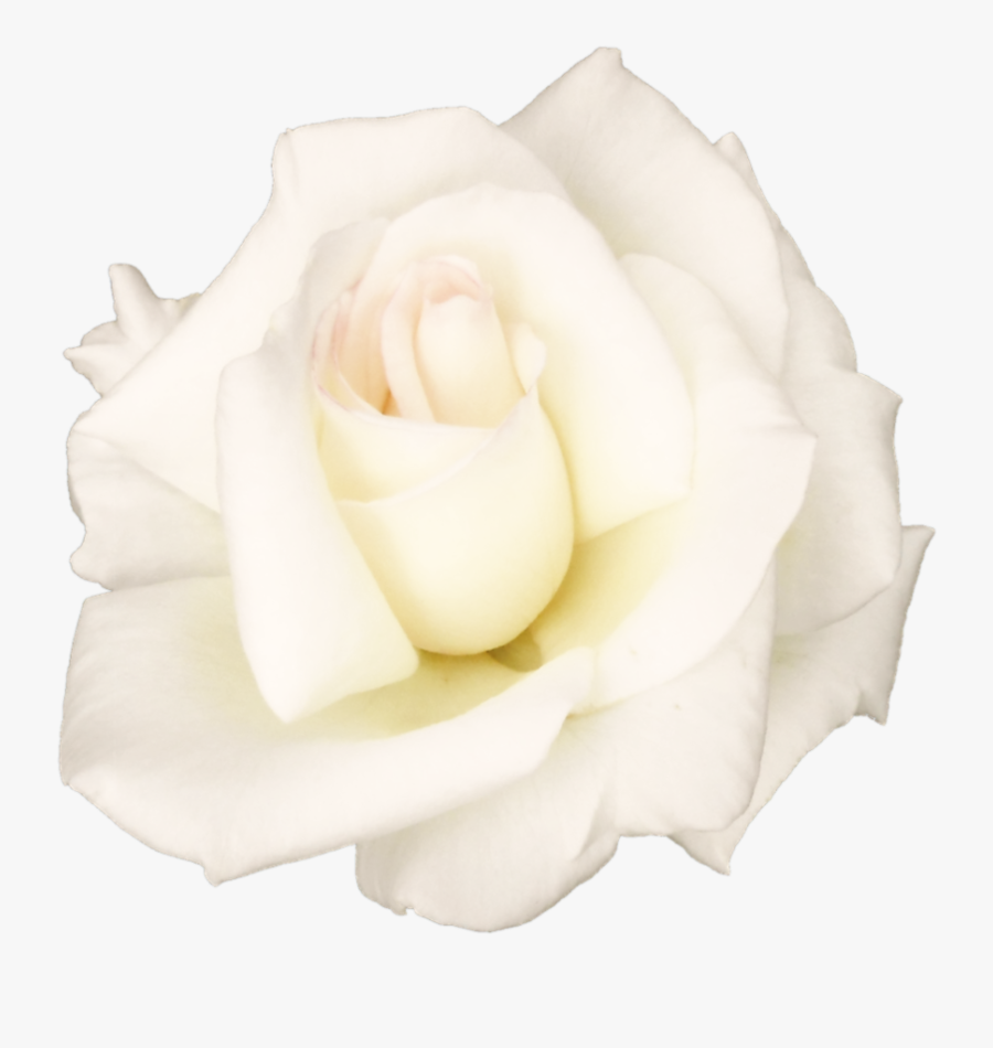 White Rose Png Transparent Images - White Rose Transparent Background, Transparent Clipart