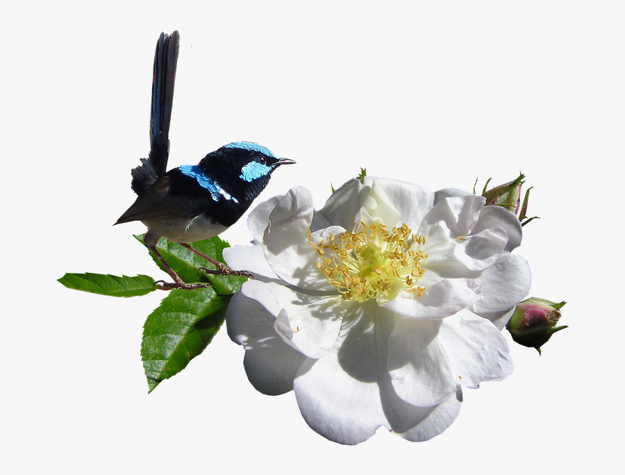 White Rose Png 23, Buy Clip Art - Wren And Rose, Transparent Clipart
