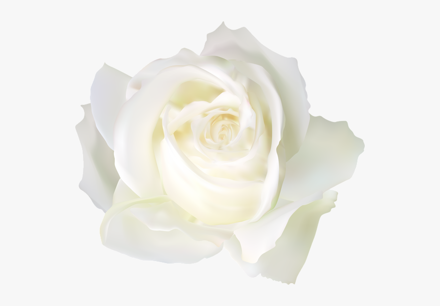 Floribunda, Transparent Clipart