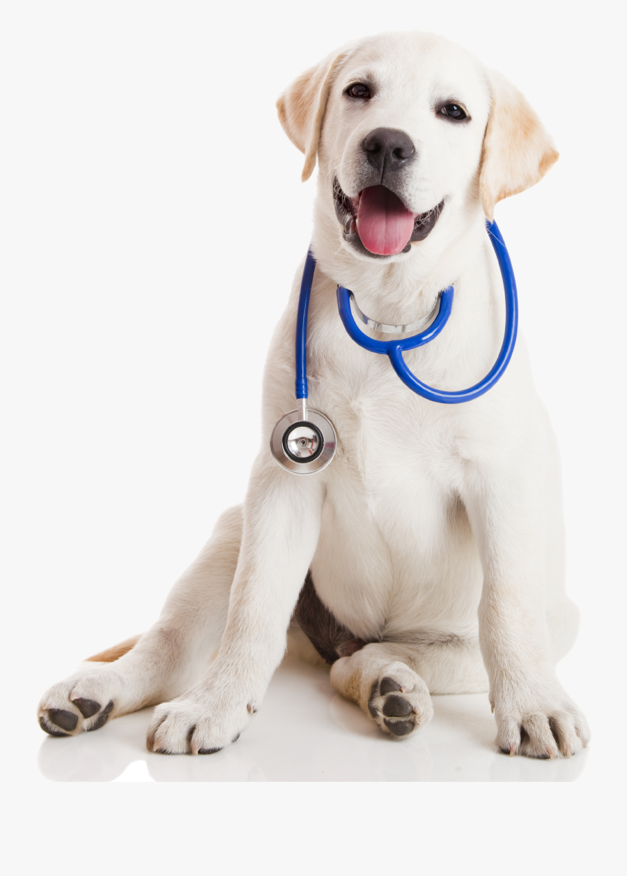 Transparent Veterinarian Tools Clipart, Transparent Clipart