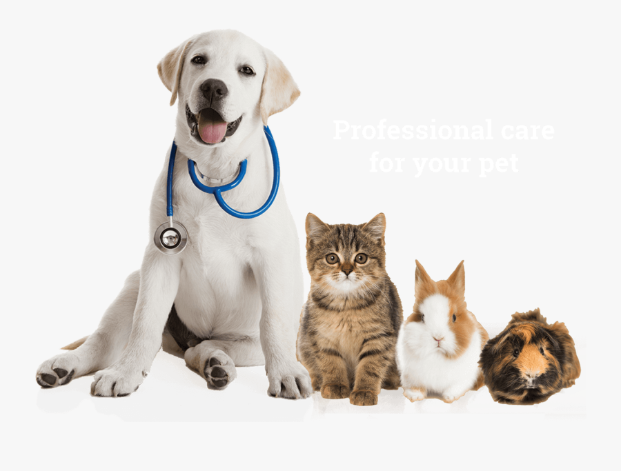 Labrador Sitting Pet Veterinarian Pets Puppy Retriever - Dog Check Up Png, Transparent Clipart