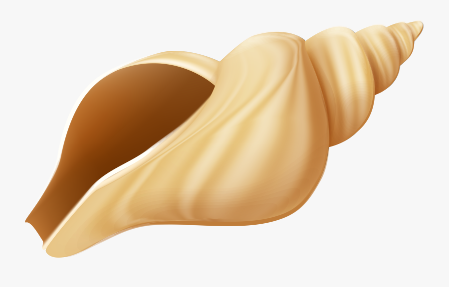 Transparent Conch Shell Clipart - Transparent Background Seashells Clipart Transparent, Transparent Clipart