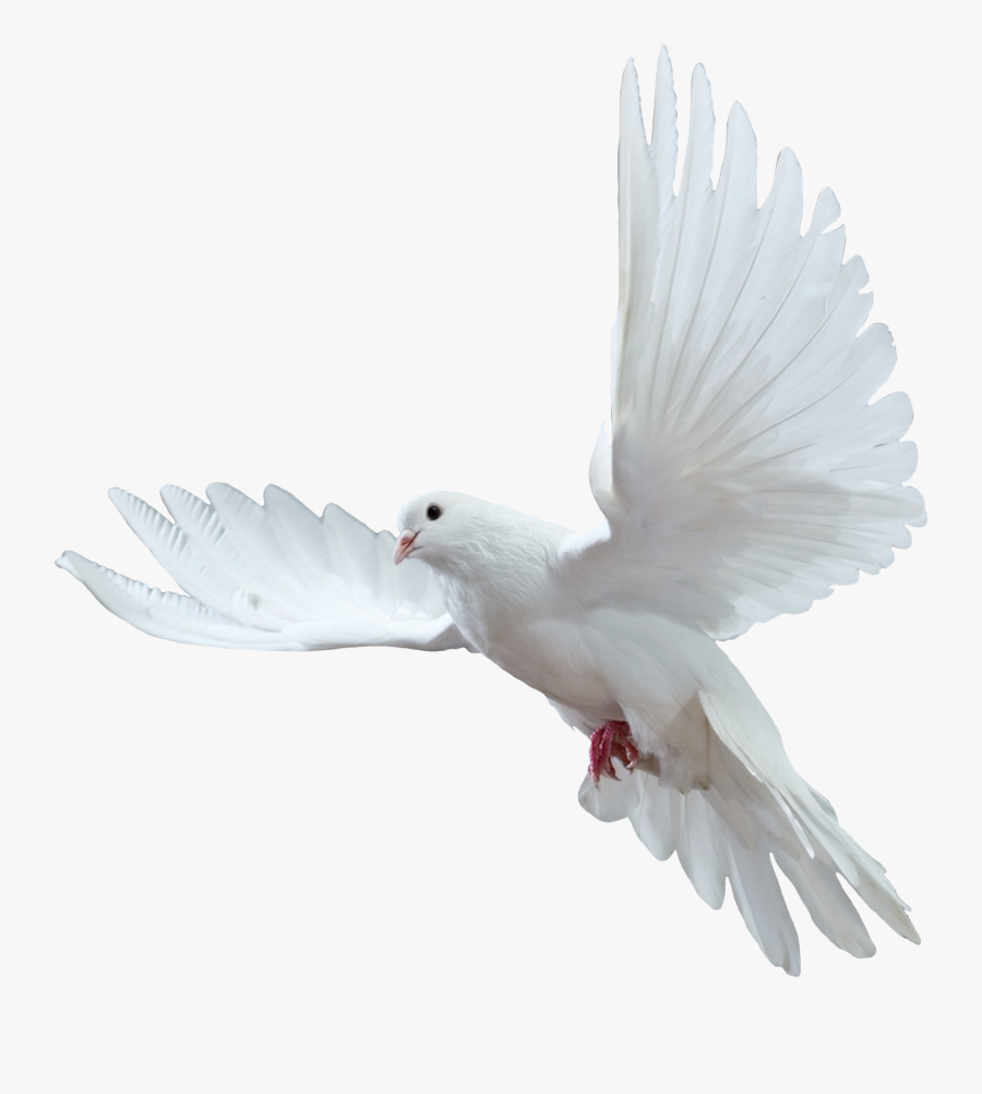 Rock Dove, Transparent Clipart