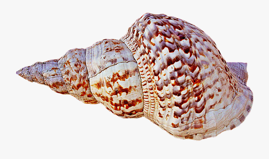 Caracola Png, Transparent Clipart