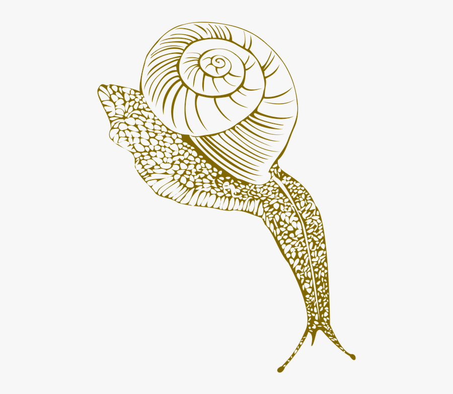 Snail, Conch Shell, Moist, Corner - Portable Network Graphics, Transparent Clipart