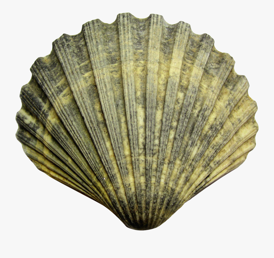 Sea Shell Png Image - Png Shell, Transparent Clipart