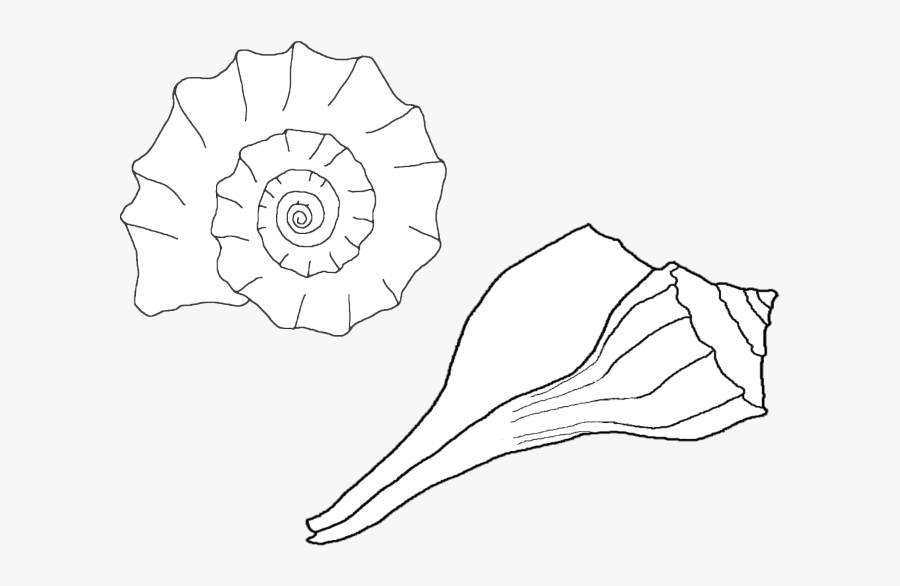 Sea Shells Coloring Pages 381 - Shells Drawing, Transparent Clipart