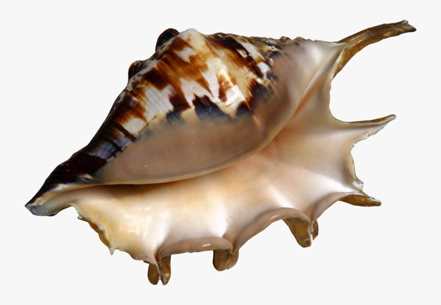 Transparent Conch Shell Png - Морская Ракушка Пнг, Transparent Clipart