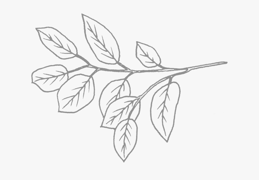 Transparent Greenery Png - Greenery Drawing Png, Transparent Clipart