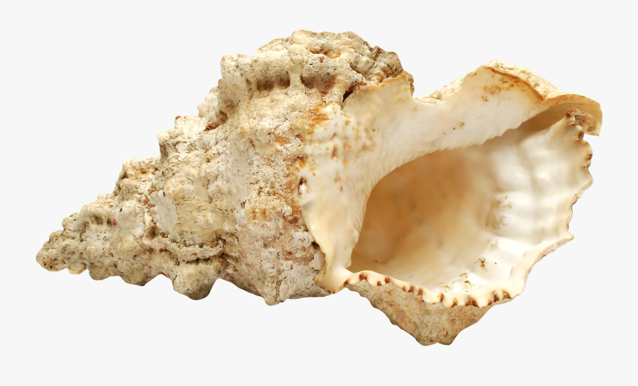 Transparent Sea Shell Png, Transparent Clipart