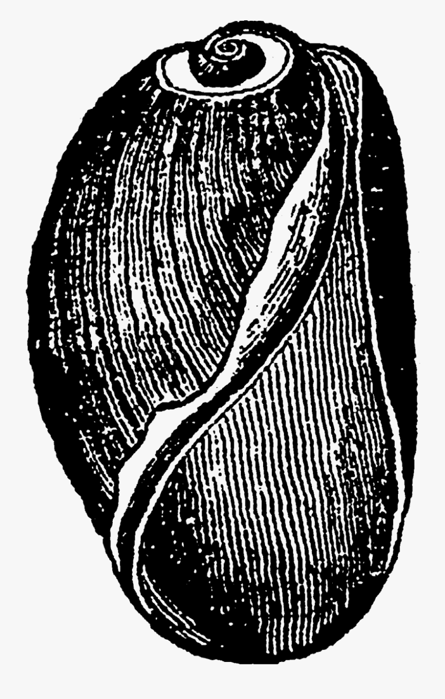 Sketch, Transparent Clipart