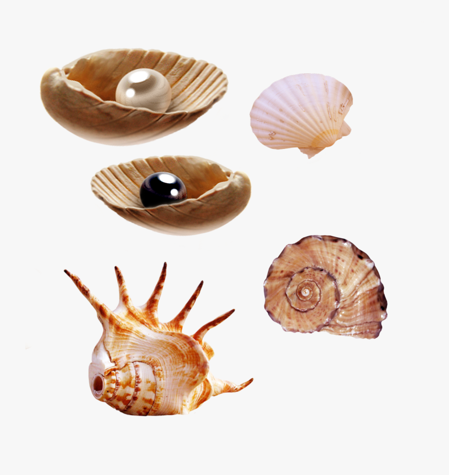 Sea-snail - Sea Animals Png, Transparent Clipart