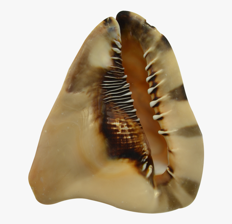 King Helmet Decorative Conch Shell 4-5" - Shell, Transparent Clipart