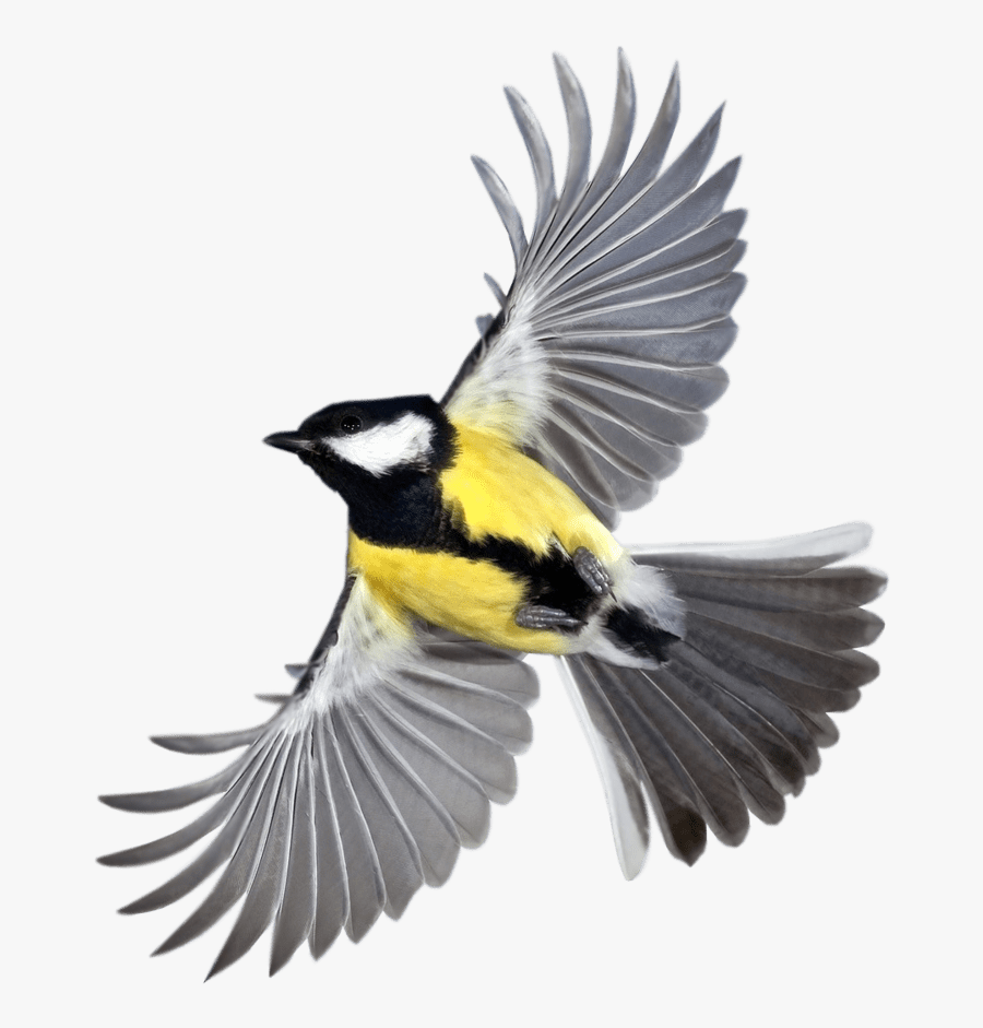 New Beautiful Flying Birds Hd Clipart , Png Download - Flying Bird High Resolution, Transparent Clipart