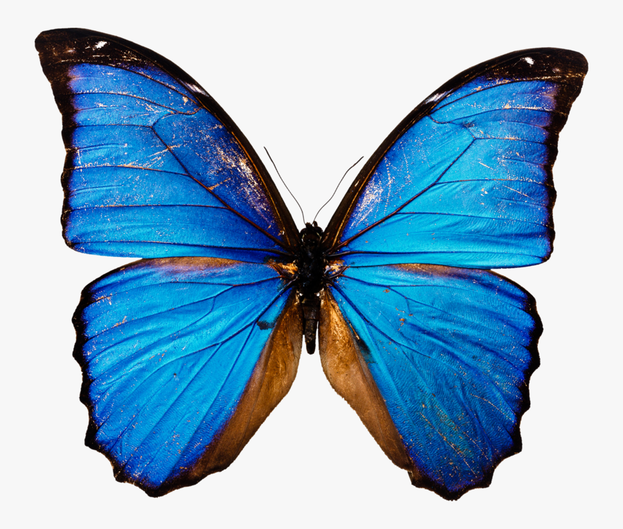 Blue Butterfly White Background, Transparent Clipart