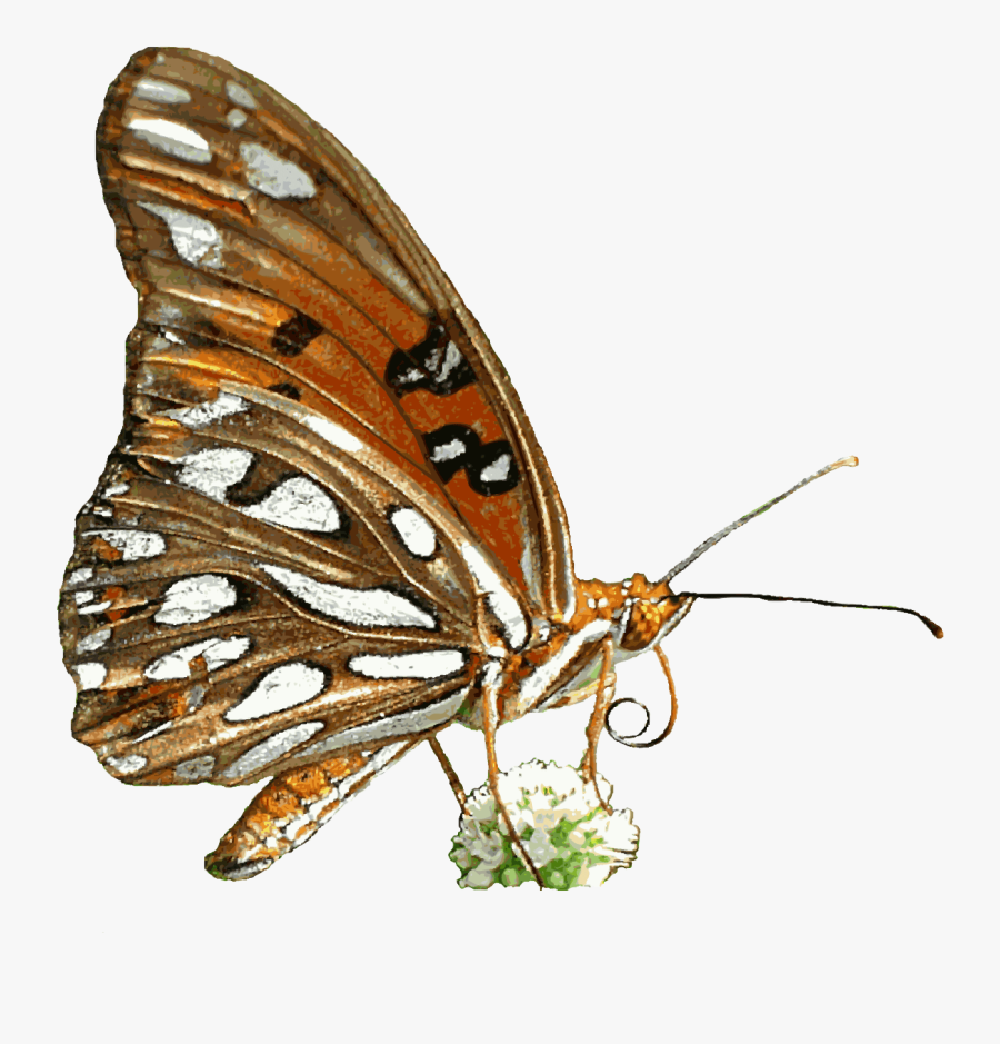 Free Butterfly Animated Clipart - Transparent Background Animated Butterfly Gif Transparent, Transparent Clipart