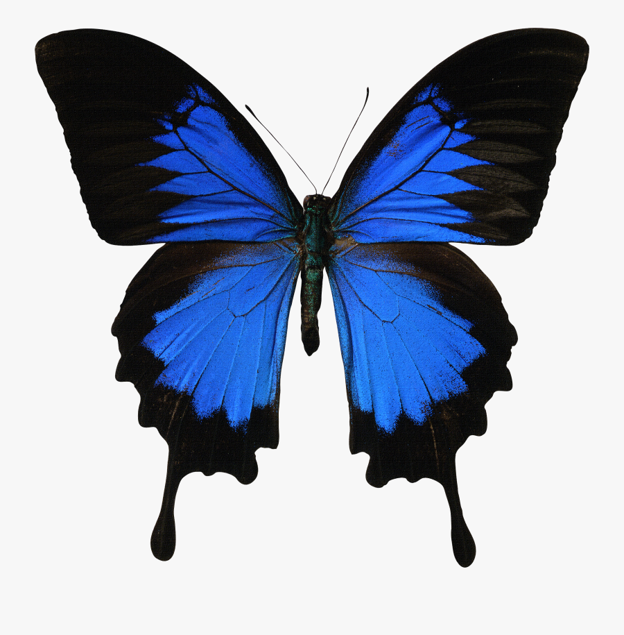 Ulysses Butterfly, Transparent Clipart