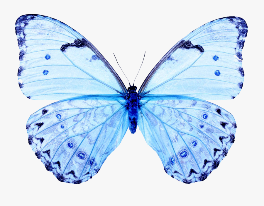 White Butterfly White Butterfly Papilio Ulysses T-three - Light Blue Butterfly Png, Transparent Clipart