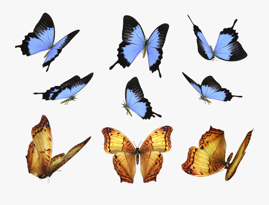 Free Photo Overlays Photography - Butterfly Transparent For Photoshop, Transparent Clipart