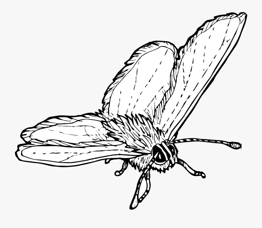 Brush-footed Butterfly, Transparent Clipart