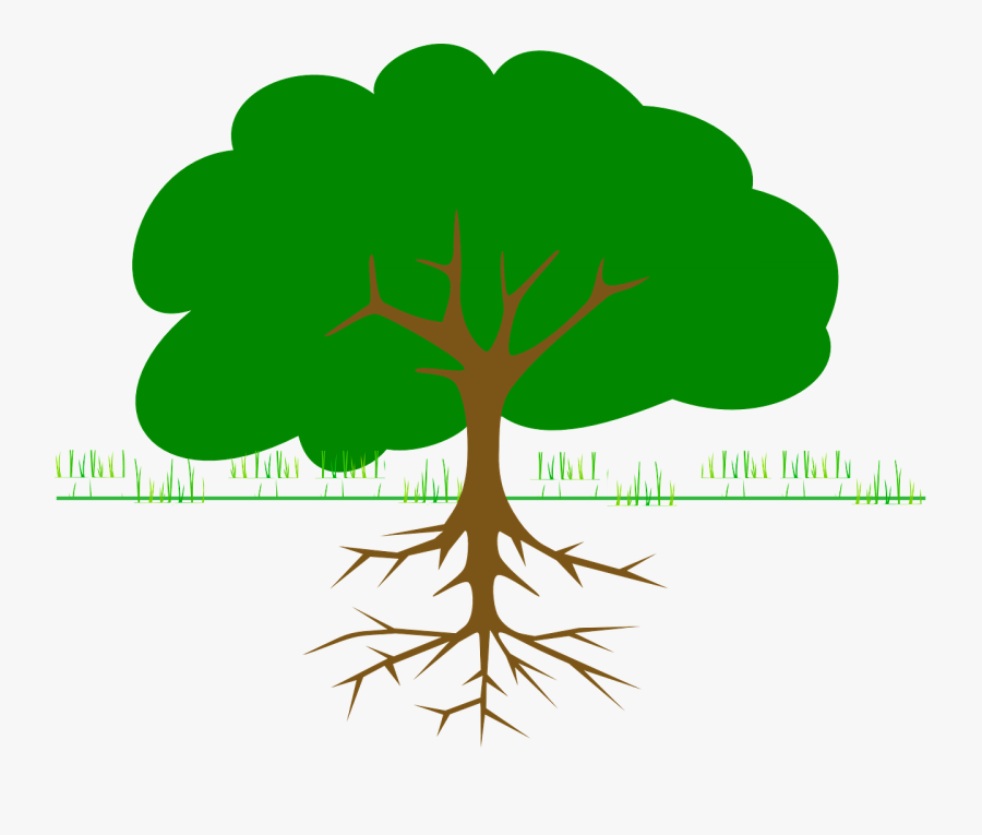 Clipart Parts Of The Tree, Transparent Clipart