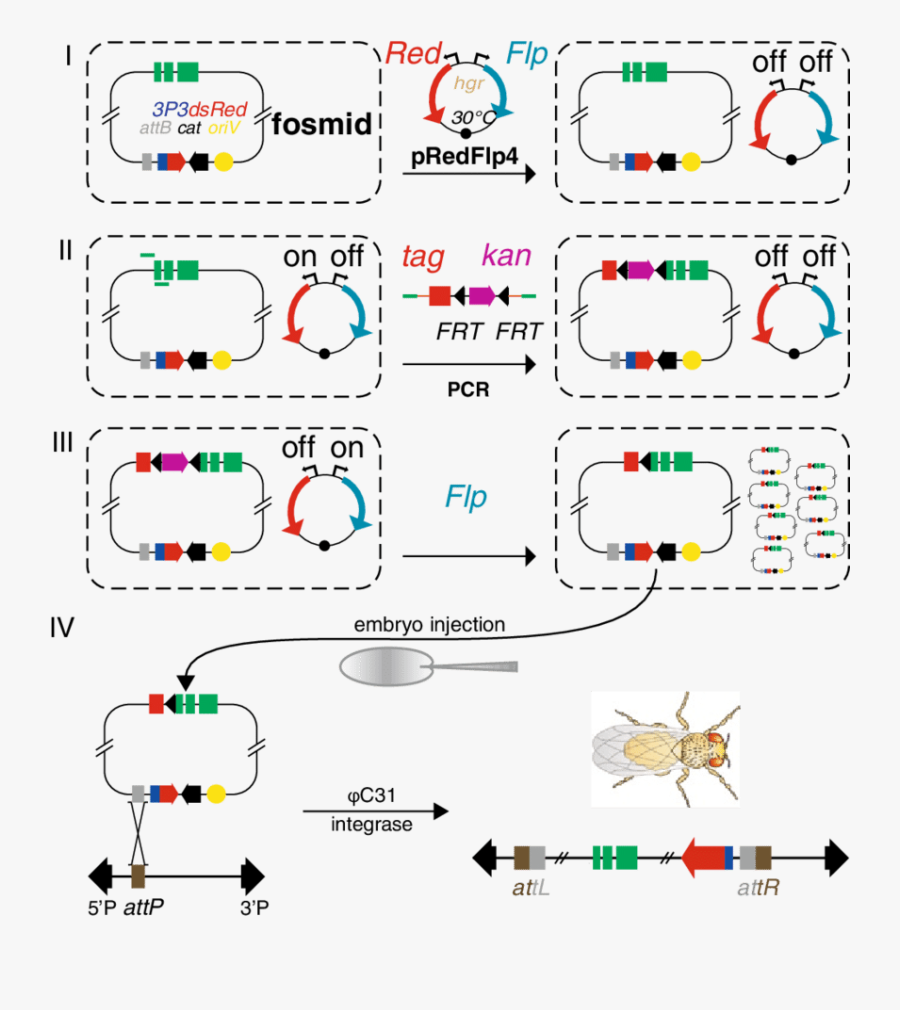 Transparent E Coli Clipart - Illustration, Transparent Clipart