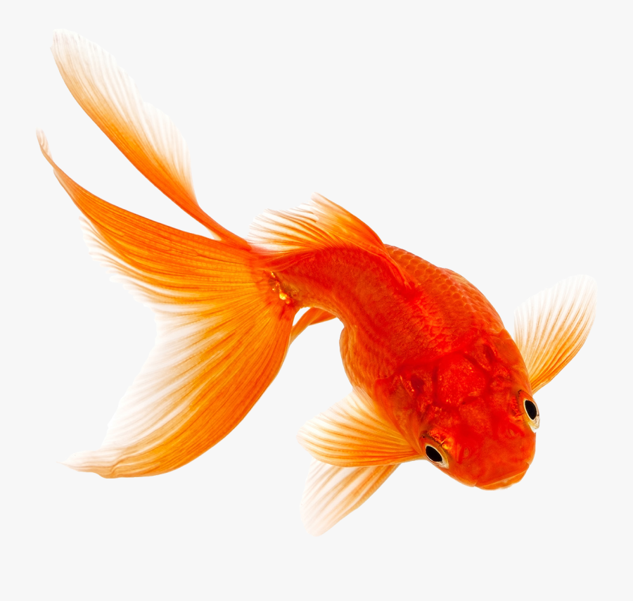 Freshwater And Saltwater Fish Food - Transparent Background Koi Fish Transparent, Transparent Clipart