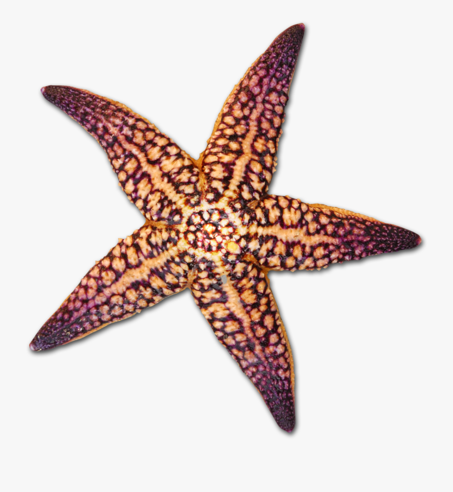 Starfish Clipart Starfish Drawing - Colorful Seashell Transparent Background, Transparent Clipart