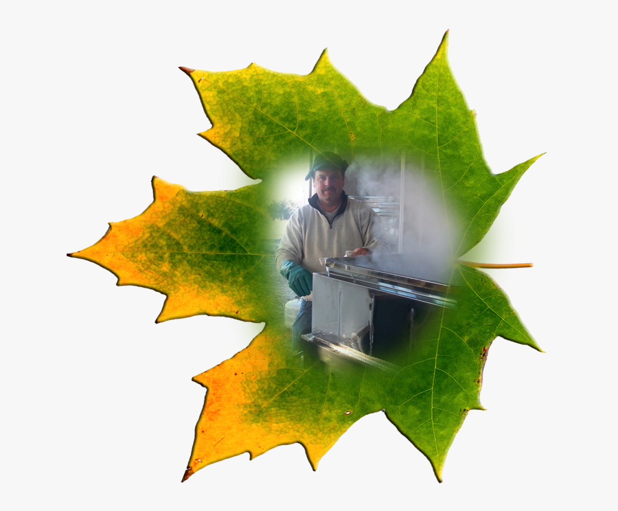 Pure Maine Maple Syrup, Maine Maple Producer - Maple Leaf, Transparent Clipart