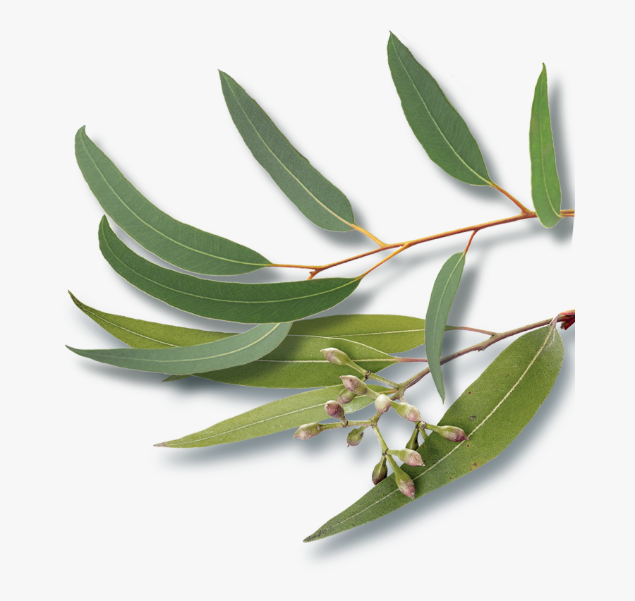 Transparent Shining Star Png - Bay Laurel, Transparent Clipart