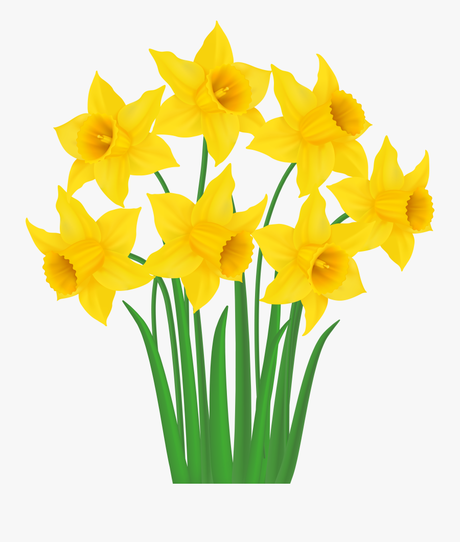 Transparent Background Daffodils Clipart, Transparent Clipart