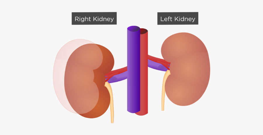Internal Anatomy Of The Kidneys, Transparent Clipart