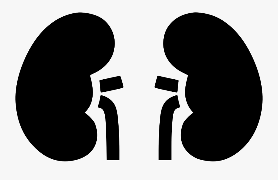 Kidney Clipart Kidney Outline - Nephrology Vector, Transparent Clipart