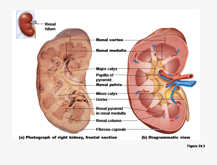 Clip Art Human Anatomy Kidney - Labeled Internal Anatomy Of The Kidney, Transparent Clipart