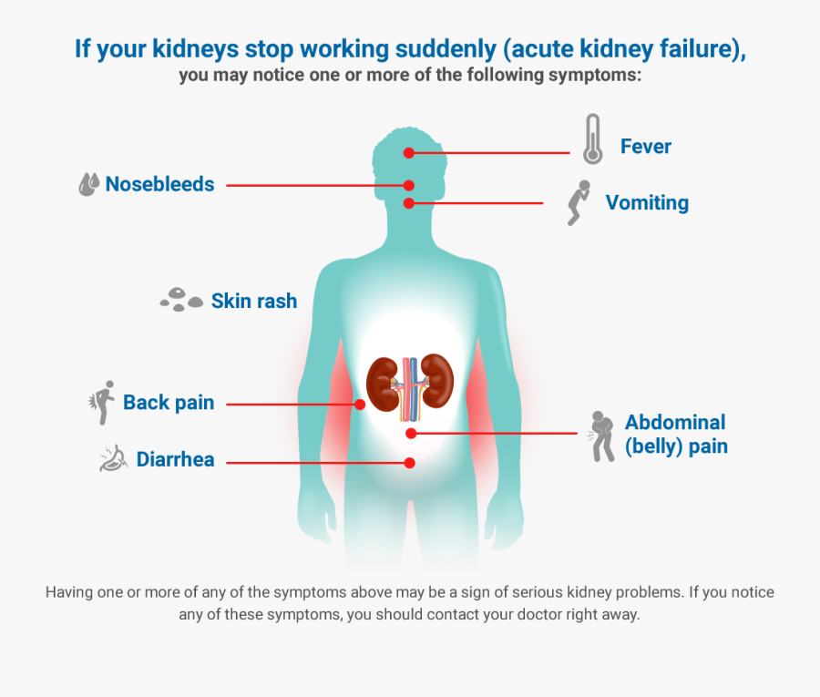 Learn About Chronic Kidney Disease - Kidney Disease Symptoms, Transparent Clipart