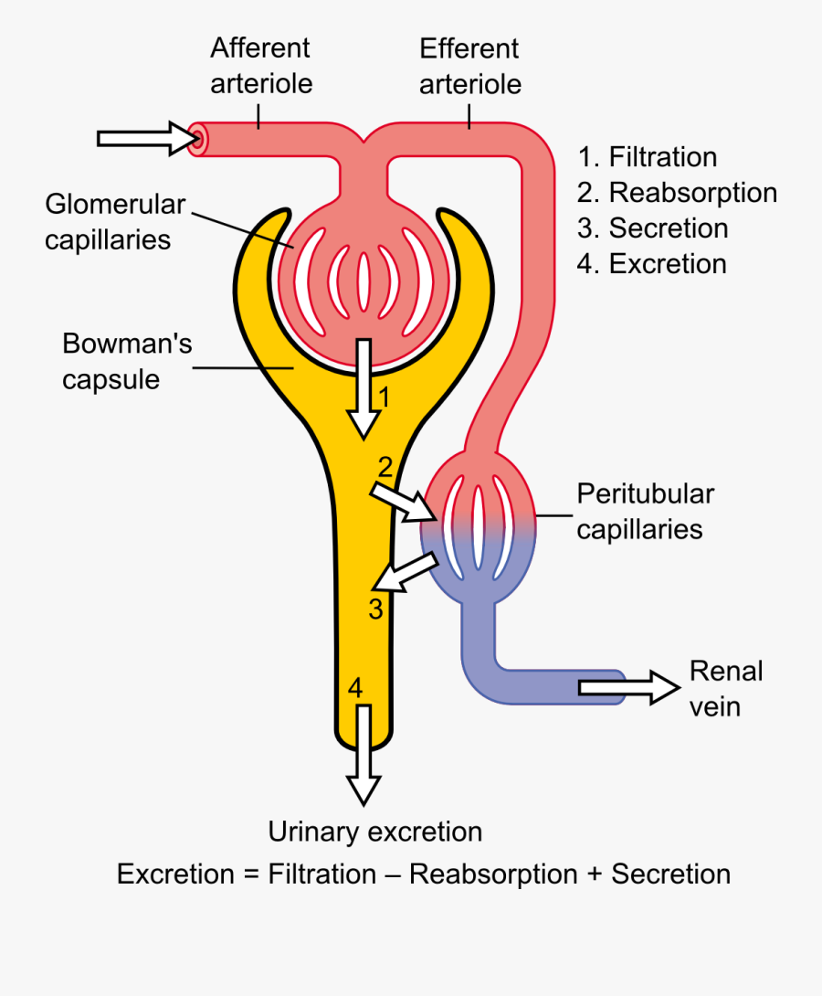 Physiology Of Nephron - Glomerular Filtration Rate, Transparent Clipart