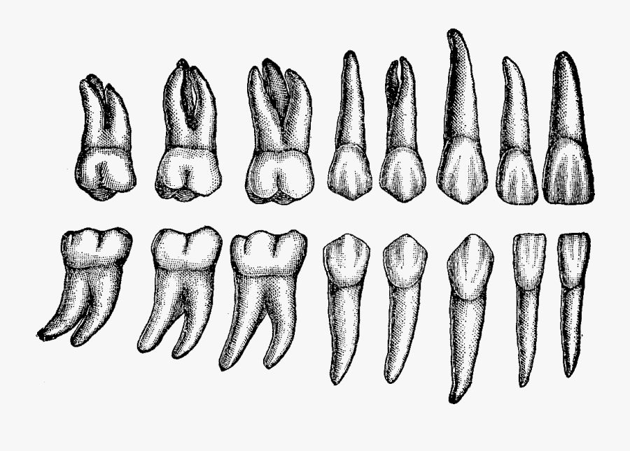 Teeth Individual, Transparent Clipart