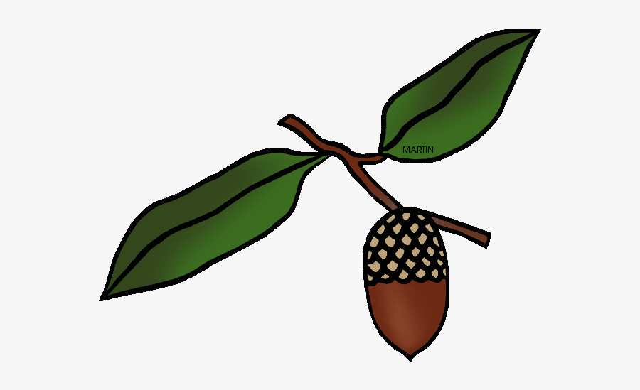 United States Clip Art By Phillip Martin, State Tree, Transparent Clipart