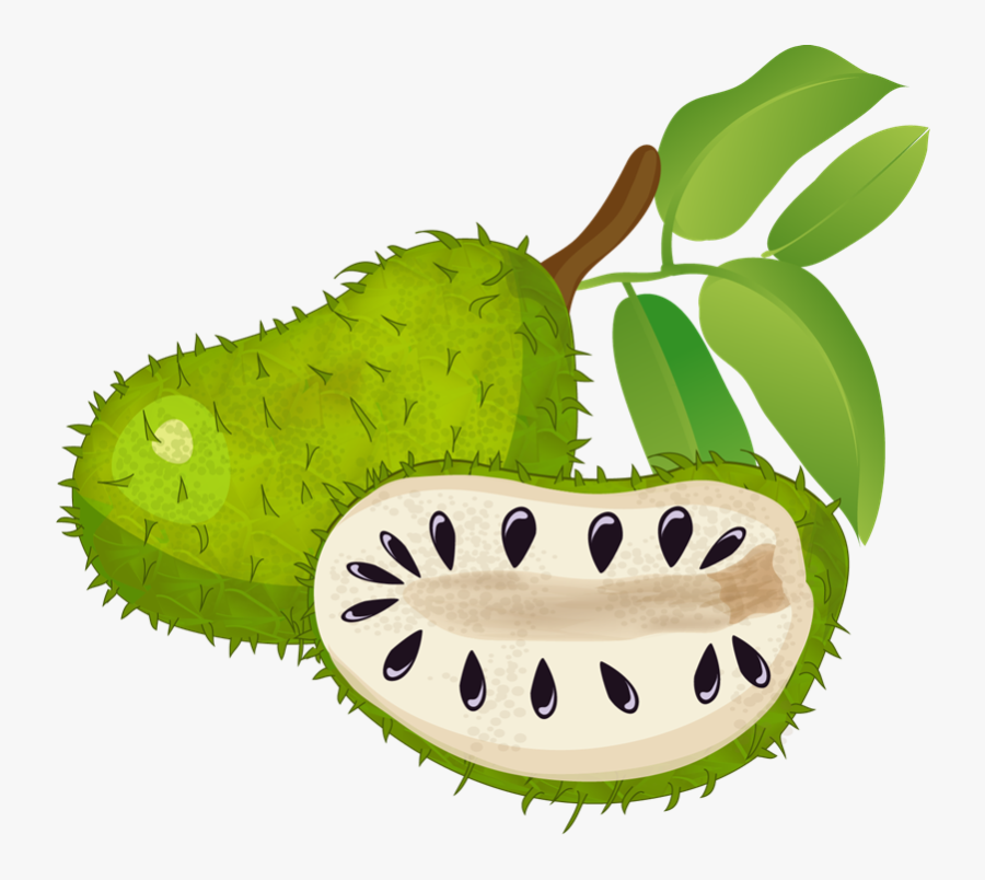 Clipartlord Com Exclusive Soursop Is A Tropical Fruit - Soursop Png Clipart, Transparent Clipart