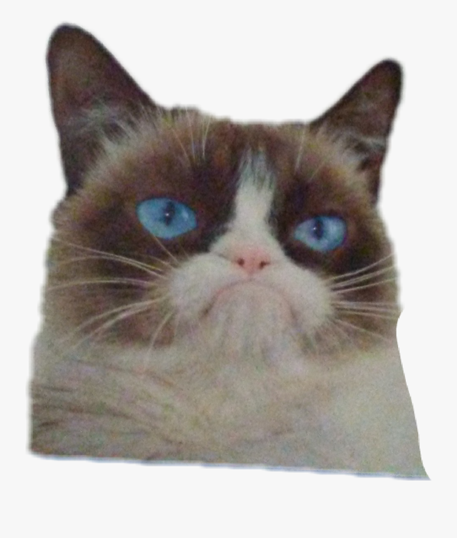 #grumpycat #grumpy - Facil Es Dar Consejos, Transparent Clipart