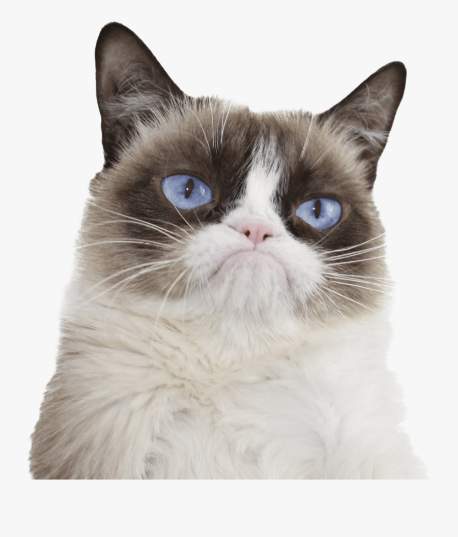 Grumpy Cat Blue Eyes - Grumpy Cat, Transparent Clipart