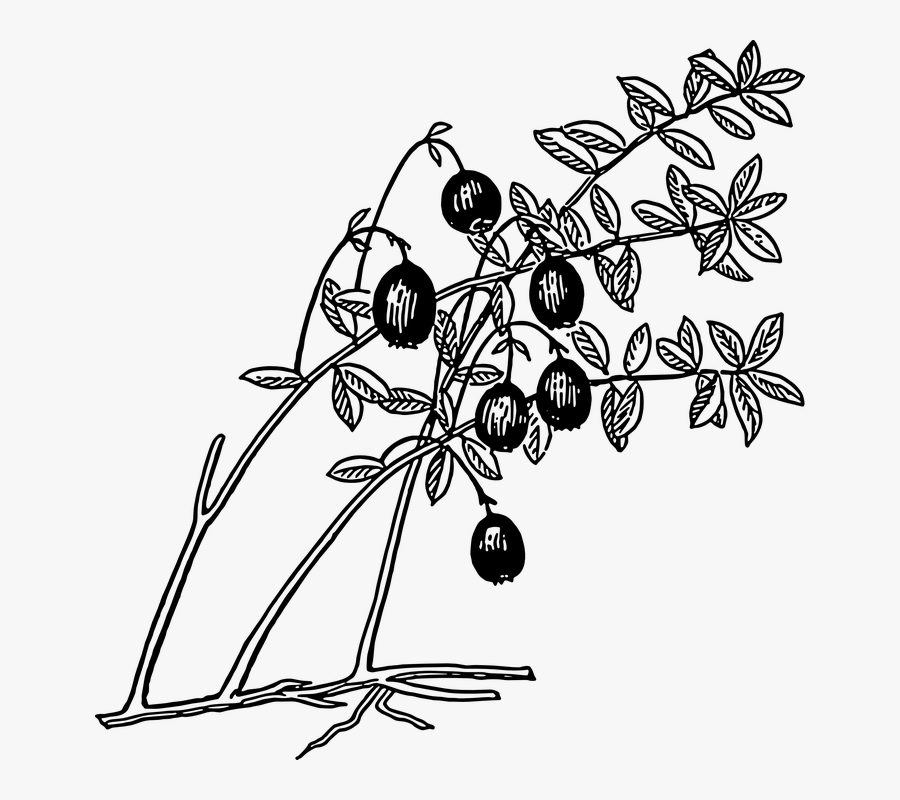 Cranberry, Plant, Fruit, Berries, Edible, Food - Cranberry Coloring Page, Transparent Clipart