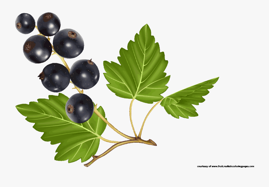Blueberry Tree Clipart - Gooseberry, Transparent Clipart