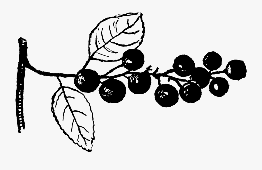 Transparent Cherry Tree Clipart - Illustration, Transparent Clipart