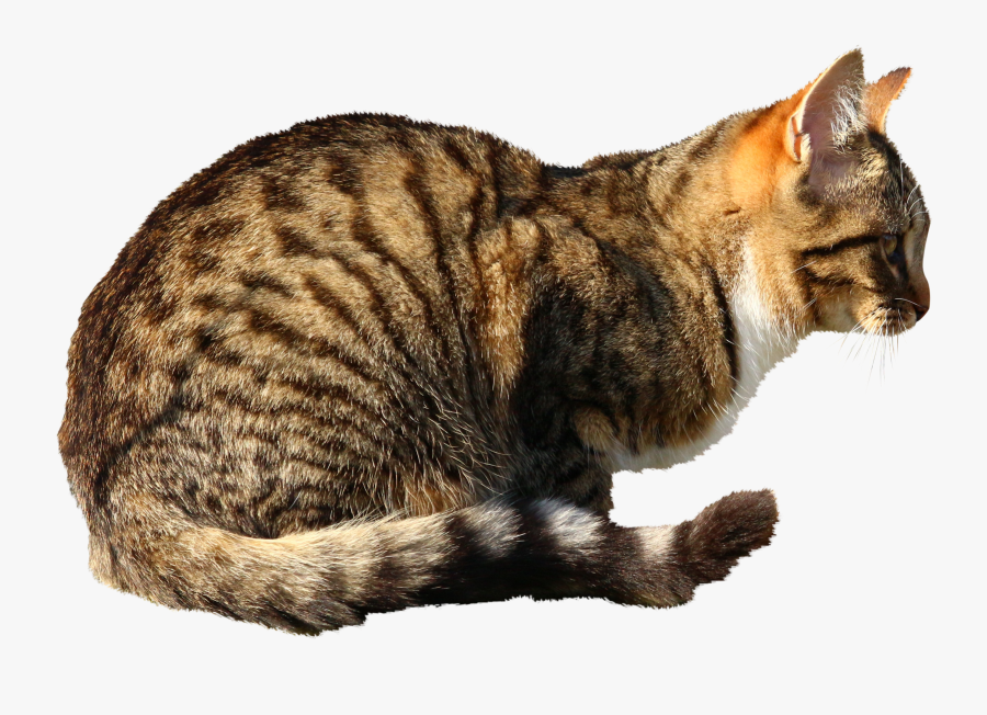 Transparent Cat Ear Png, Transparent Clipart